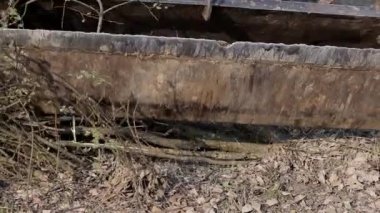 Buldozer kovası ormanda kırılır ve ağaçları keser. Traktör toprağı çalılardan ve dallardan temizliyor