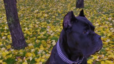 Genç, güzel, büyük, siyah köpek parkta çimlerin üzerinde oturuyor.