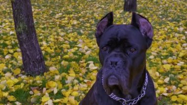Siyah büyük eğitimli köpek Cane Corso sonbahar ormanındaki sahibine yakından bakar.