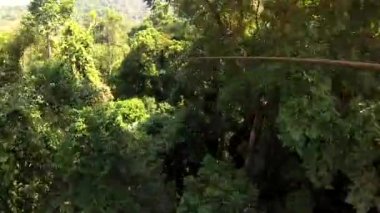 Ormanda ağaçlarda aşırı bungee halatla kayma. Adam bir Tarzan gibi ip üzerinde hoplayıp zıplıyor.