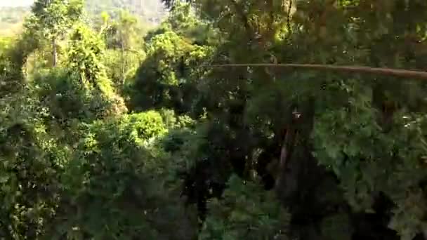 Bungee Extremo Ziplining Selva Nas Árvores Cara Batendo Deslizando Corda — Vídeo de Stock