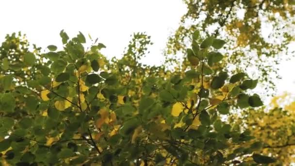 Autumn Forest Trees Yellow Leaves Clear Sky Nature Fall Landscape — Stock Video