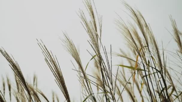 ベージュパンパス草のクローズアップ 自然な質感と背景 スローモーション 高品質のフルHd映像 — ストック動画
