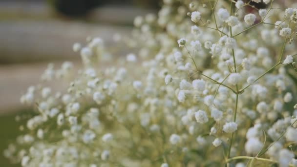 Bouquet Gypsophila Paniculata Bianco Primo Piano Rallentatore Filmati Fullhd Alta — Video Stock