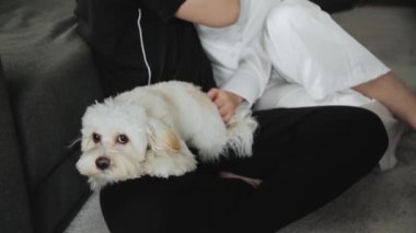 Genç bir adam kucağında bir köpek tutuyor ve küçük bir köpekle oynuyor. Şirin köpek kakası. 4k görüntü