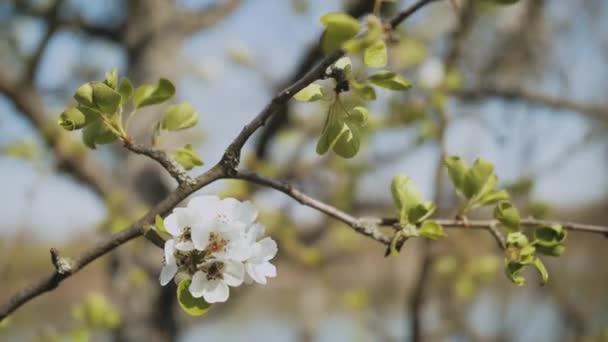 White Apple Flower Buds Branch Повільний Рух Квіти Блум Яблуневого — стокове відео