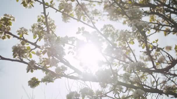 Wiosenne Kwiaty Jabłoni Gałęzi Jabłoni Kwitną Ogrodzie Bardzo Wolno Kwiat — Wideo stockowe
