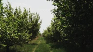 Ekilmiş elma ağaçlarıyla dolu tarımsal meyve tarlası. Muhteşem fidanlıktaki ağaçlardan gelen organik elmaları yetiştirmek, yavaş çekim. Yüksek kaliteli FullHD görüntüler