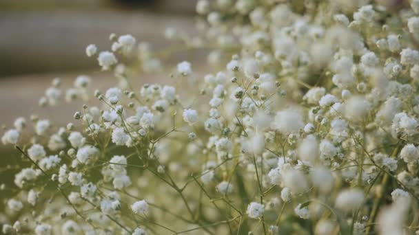Μπουκέτο Γυψόφυλλες Paniculata Λευκό Close Αργή Κίνηση Υψηλής Ποιότητας Υλικό — Αρχείο Βίντεο