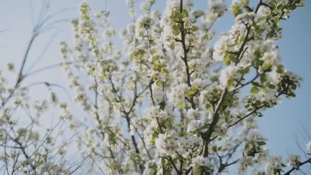 Flor Manzana Blanca Brota Una Rama Cámara Lenta Floración Del — Vídeos de Stock