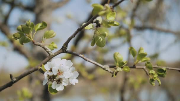 White Apple Flower Buds Branch Slow Motion 슬로우 정원에서 꽃피는 — 비디오