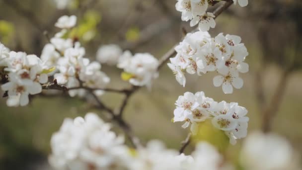 枝の遅い動きに白いAppleの花芽 春の庭に リンゴの木の花を咲かせます 春の日と青空 高品質のフルHd映像 — ストック動画