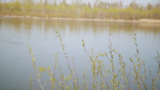 Гілки Зеленої Верби Погойдуються Вітрі Біля Річки Сонячний День Повільним — стокове відео