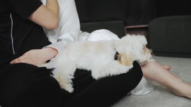 Genç bir adam kucağında bir köpek tutuyor ve küçük bir köpekle oynuyor. Şirin köpek kakası. 4k görüntü