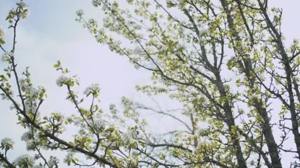 White Apple Flower Buds Branch Slow Motion Flowering Bloom Apple — Stock Video