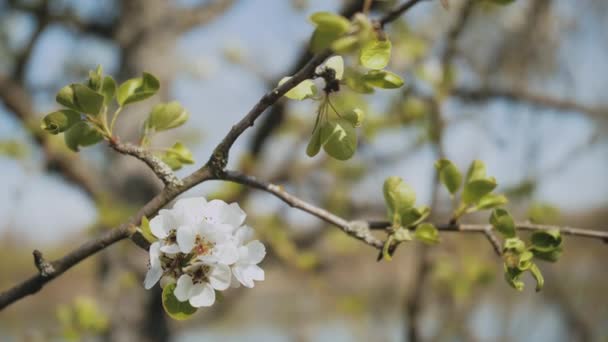 Flor Maçã Branca Buds Branch Câmera Lenta Floração Flor Árvore — Vídeo de Stock