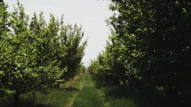 Superficie Agrícola Frutícola Llena Manzanos Plantados Agricultura Las Manzanas Orgánicas — Vídeos de Stock