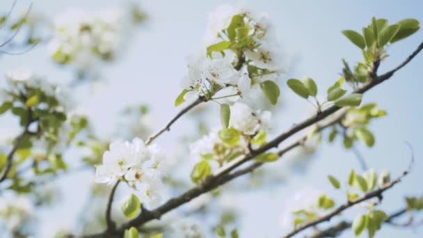 Białe Pąki Kwiatu Jabłka Zwolnionym Tempie Kwiat Kwitnienia Jabłoni Kwitnące — Wideo stockowe