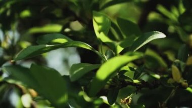 Kapatın. Güneş ağacın yapraklarının üzerinde parlıyor. Yazın yeşil yapraklı makro güneş ışınları parlak arkaplanlı soyut bir bokeh üzerinde. Arka planda gökyüzü. Yüksek kaliteli FullHD görüntüler