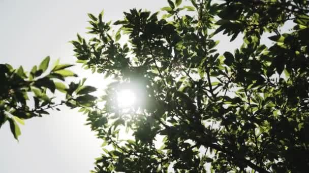 Tuulessa Puhaltavat Puut Sinisellä Taivaalla Auringonsäteet Läpi Lehtien Puiden Kaunis — kuvapankkivideo