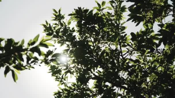 Melihat Pohon Bertiup Dalam Angin Dengan Langit Biru Sinar Matahari — Stok Video
