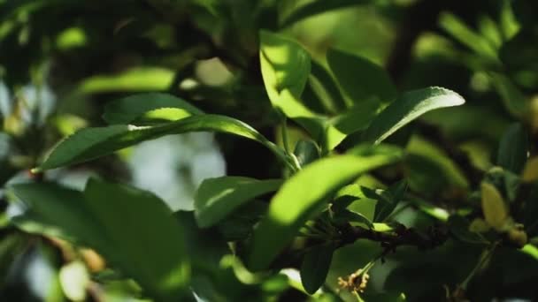 閉めろ 太陽は木の葉に輝きます 夏の日に緑色の葉のマクロは フレアの背景を持つぼやけた抽象的なボケに光線を当てます バックライト スカイ 高品質のフルHd映像 — ストック動画