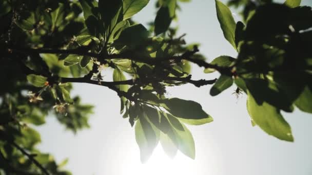 Titta Upp Träd Som Blåser Vinden Med Blå Himmel Solen — Stockvideo