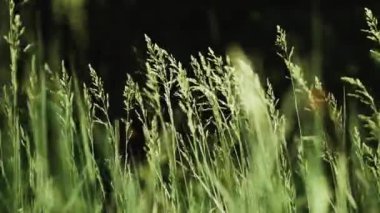Uzun çimenli yaz çayırı rüzgarda hafifçe esiyor, yavaş çekim. Yüksek kaliteli FullHD görüntüler