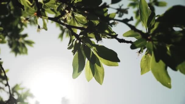 仰望着蓝天在风中飘扬的树木 阳光照射在树叶上 美丽而明亮的绿叶 令你在夏天的时候看起来神清气爽 动作缓慢 — 图库视频影像