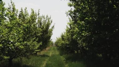 Ekilmiş elma ağaçlarıyla dolu tarımsal meyve tarlası. Muhteşem fidanlıktaki ağaçlardan gelen organik elmaları yetiştirmek, yavaş çekim. Yüksek kaliteli FullHD görüntüler