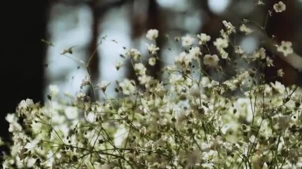 Beyaz Çiçeklerle Açarlar Rüzgar Güzel Beyaz Çiçeklere Esiyor Ağır Çekimde — Stok video