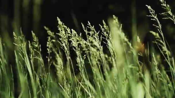 Uzun Çimenli Yaz Çayırı Rüzgarda Hafifçe Esiyor Yavaş Çekim Yüksek — Stok video