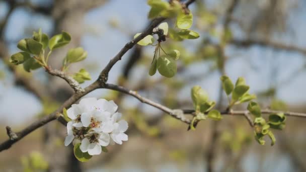 Buds Apple Putih Pada Gerakan Lambat Branch Flowering Bloom Apple — Stok Video