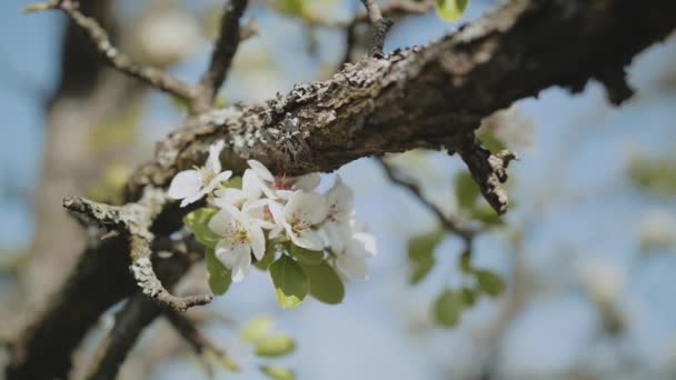 白色的苹果花蕾在枝条慢动作 春天花园的苹果树开花绽放 春日和蓝天 优质Fullhd影片 — 图库视频影像