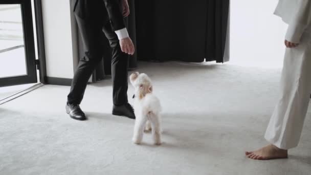 Hombre Una Mujer Juegan Con Perrito Blanco Una Habitación Hotel — Vídeos de Stock