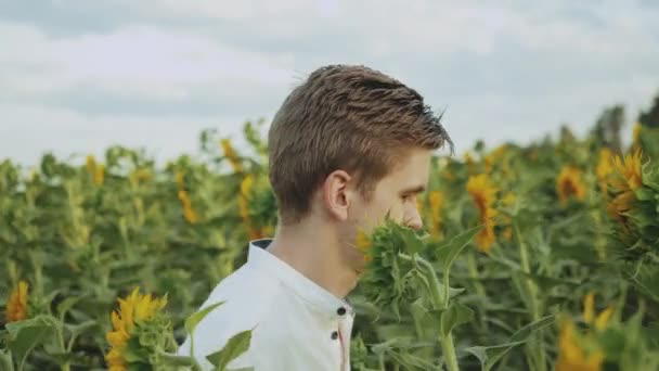 Nahaufnahme Mann Geht Einem Feld Von Sonnenblumen Sommer Bewölkt Wetter — Stockvideo