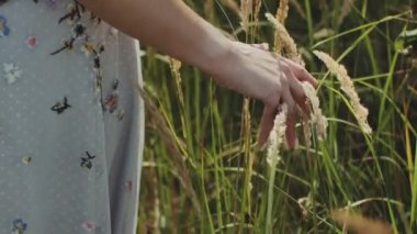 Close up female hand touches ripe golden spikelets of wild grass in field at sunset, handheld shot slow motion. High quality 4k footage