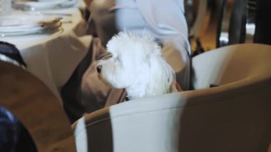 A small white maltipoo dog sits in a chair in a restaurant while its owner chooses a dish and strokes her dog in the meantime, slow motion. High quality 4k footage