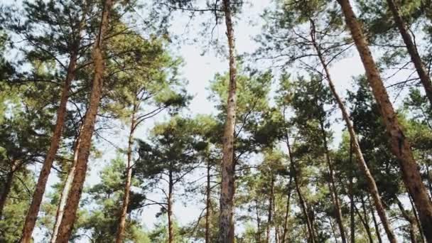 Move Camera Bottom View Sun Tall Trunk Pine Trees Green — Stockvideo