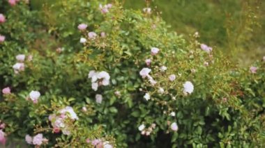 Small pink roses blooming in parks, landscape design garden, flowers sways on the wind, slow motion. High quality 4k footage