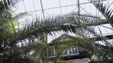 Slow motion moving shot under palm tree with beautiful sunbeam glimmering through green leaves in botanic orangery. High quality 4k footage