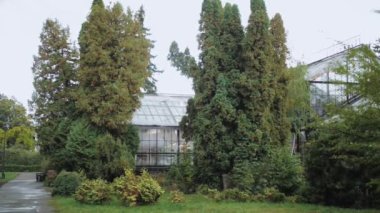Zarif büyük botanik bahçelerinde geleneksel bir sera yapısı. thuja 'nın arasında küçük şirin bir sera, yavaş çekim. Yüksek kalite 4k görüntü