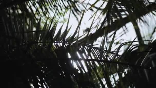 Close Shot Palm Tree Beautiful Sunbeam Glimmering Green Leaves Botanic — ストック動画