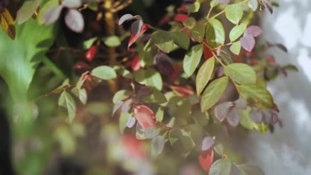 Close Shot Bush Red Green Leaves Autumn Sonny Weather Park — Video