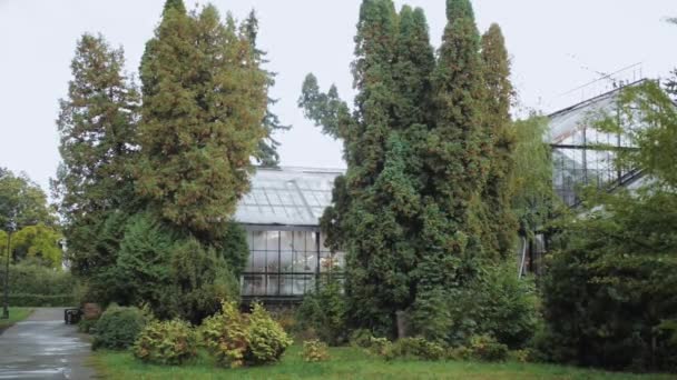 Zarif Büyük Botanik Bahçelerinde Geleneksel Bir Sera Yapısı Thuja Nın — Stok video