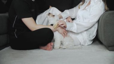 Unrecognizable man and a woman sit opposite each other and scratches a dog their small white dog maltipoo in a hotel room. Wedding morning of bride and groom. Cute dog maltipoo. 4k footage