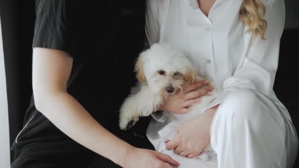 Unrecognizable Man Woman Hold Embrace Small White Dog Maltipoo Hotel — Wideo stockowe