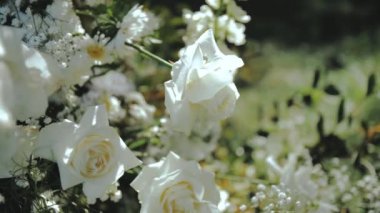 Yeşil yapraklı taze beyaz güller, düğün kemeri ayrıntıları, yavaş çekim. Yüksek kalite 4k görüntü