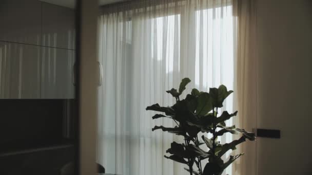 Silueta Zelené Vnitřní Rostlina Strom Okna Bílou Průhlednou Tyl Dolly — Stock video