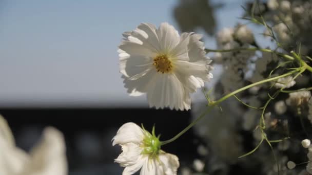 Detailní Složení Kytice Jemnými Čerstvými Bílými Květy Zelenými Listy Detaily — Stock video